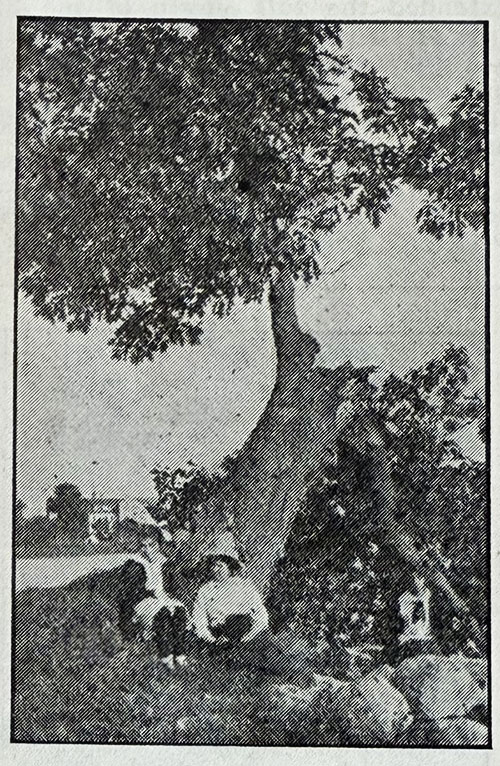 old-oak-1912