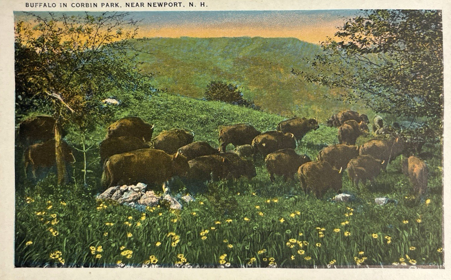 buffalos-in-corbin-park-edit