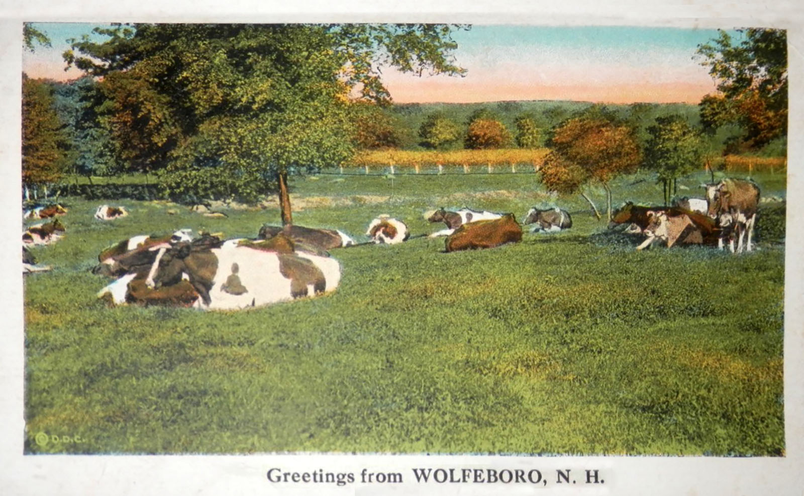 greetings-cows-wolfeboro-edit